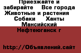 Приезжайте и забирайте. - Все города Животные и растения » Собаки   . Ханты-Мансийский,Нефтеюганск г.